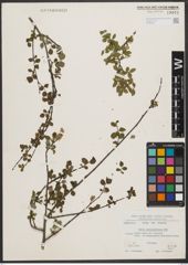 Foto von Salix tarraconensis Pau